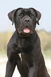 CANE CORSO 569